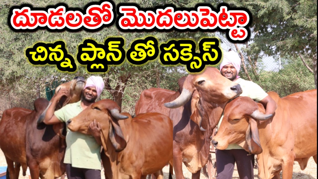 గిర్ దూడలతో స్టార్ట్ చేశా Gir cows dairy farm 