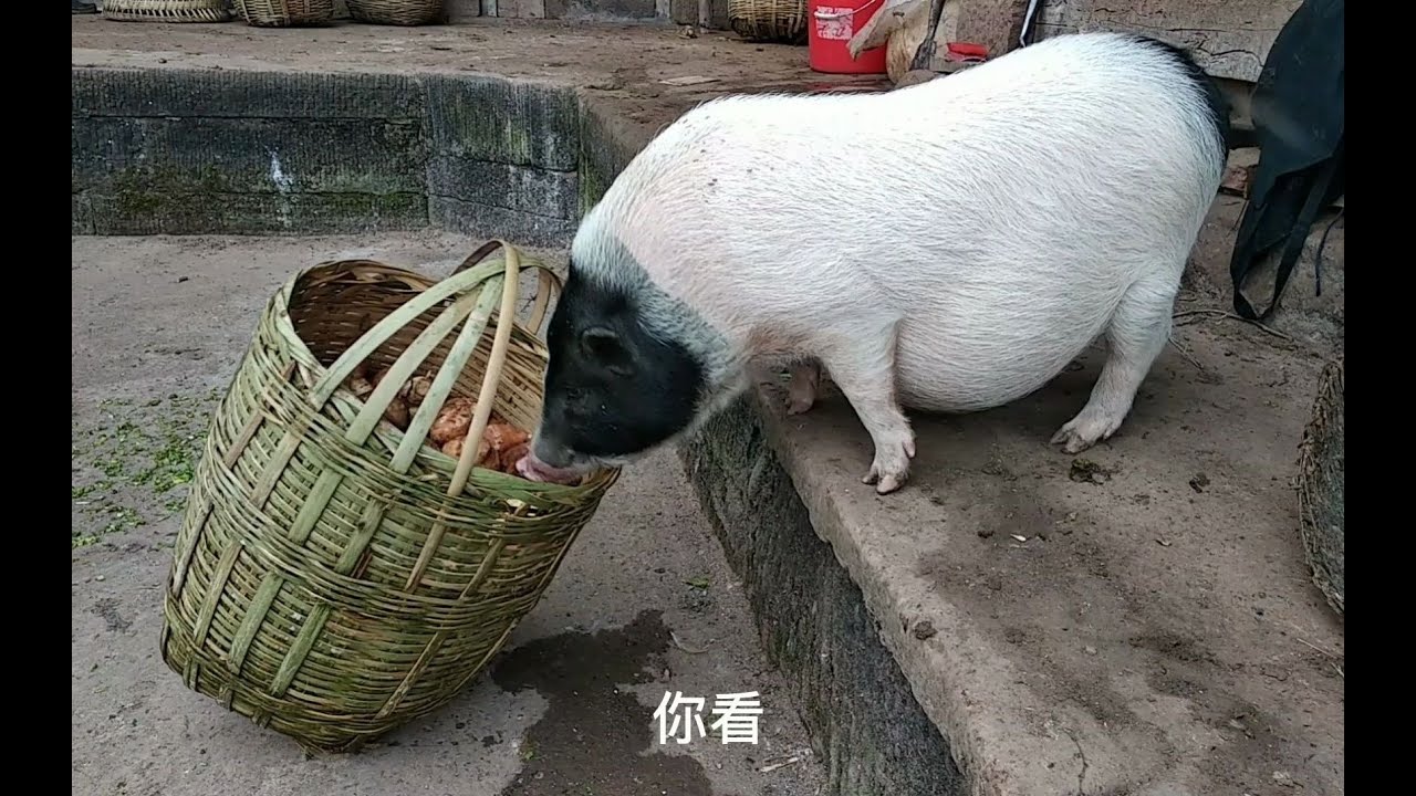 论一头猪有多贪吃