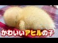 【コールダック】かわいいアヒルの子　ねぎま王子〜生後２週間〜