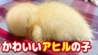 【コールダック】かわいいアヒルの子　ねぎま王子〜生後２週間〜