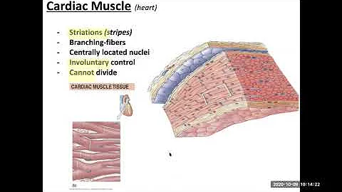 Lecture 11.3 Cardiac and smooth muscle