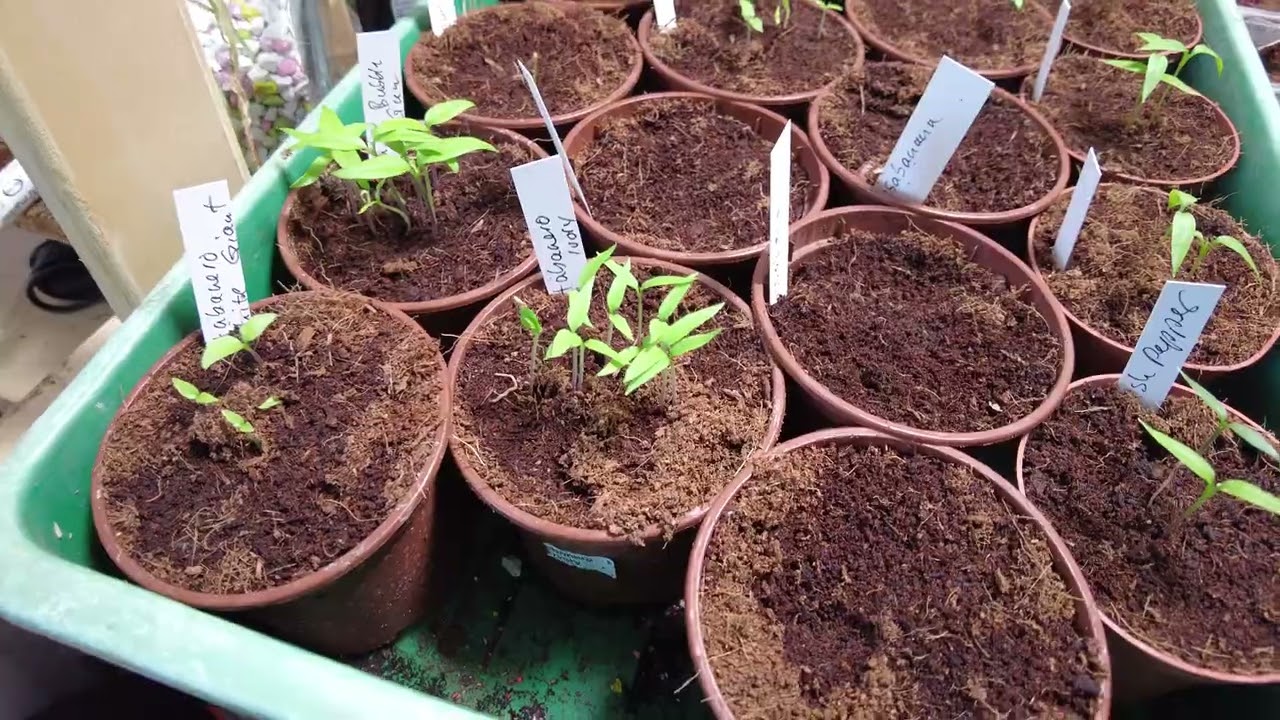 Chilis überwintern und neu aussäen: 97 Prozent Keimquote