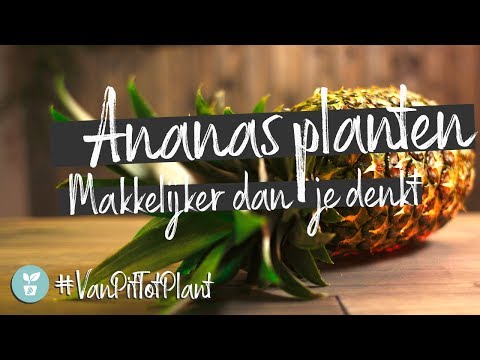 Video: Hoe ananas thuis te planten?