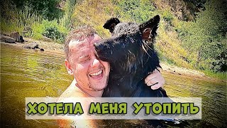 КАК НАУЧИТЬ СОБАКУ ПЛАВАТЬ. НЕМЕЦКАЯ ОВЧАРКА НА БОЛЬШОЙ РЕКЕ. GERMAN SHEPHERD ON THE RIVER