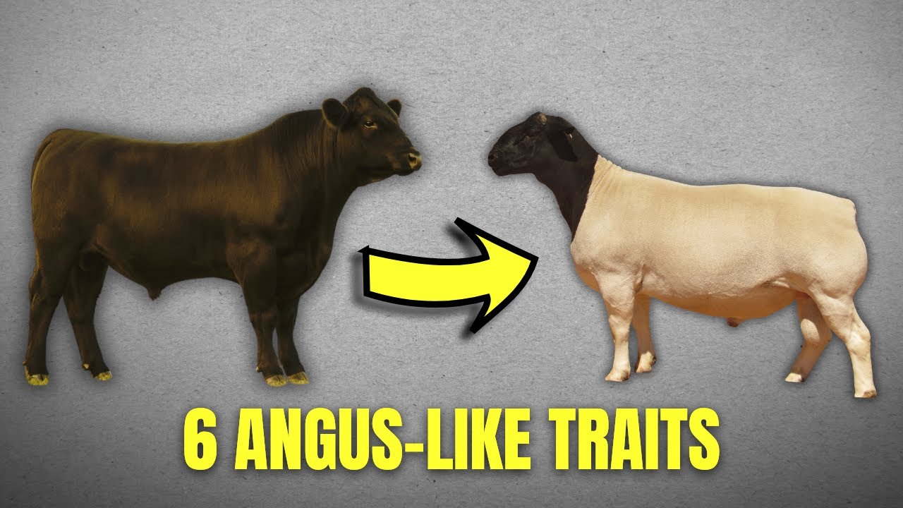 Почему овец породы Дорпер называют ангусами в мире овцеводства?