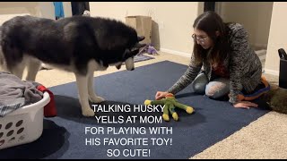 Talking Husky FREAKS OUT When Mom Plays With His Favorite Toy! screenshot 3