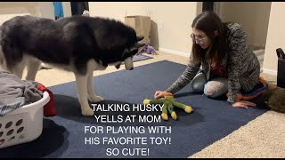 Talking Husky FREAKS OUT When Mom Plays With His Favorite Toy!