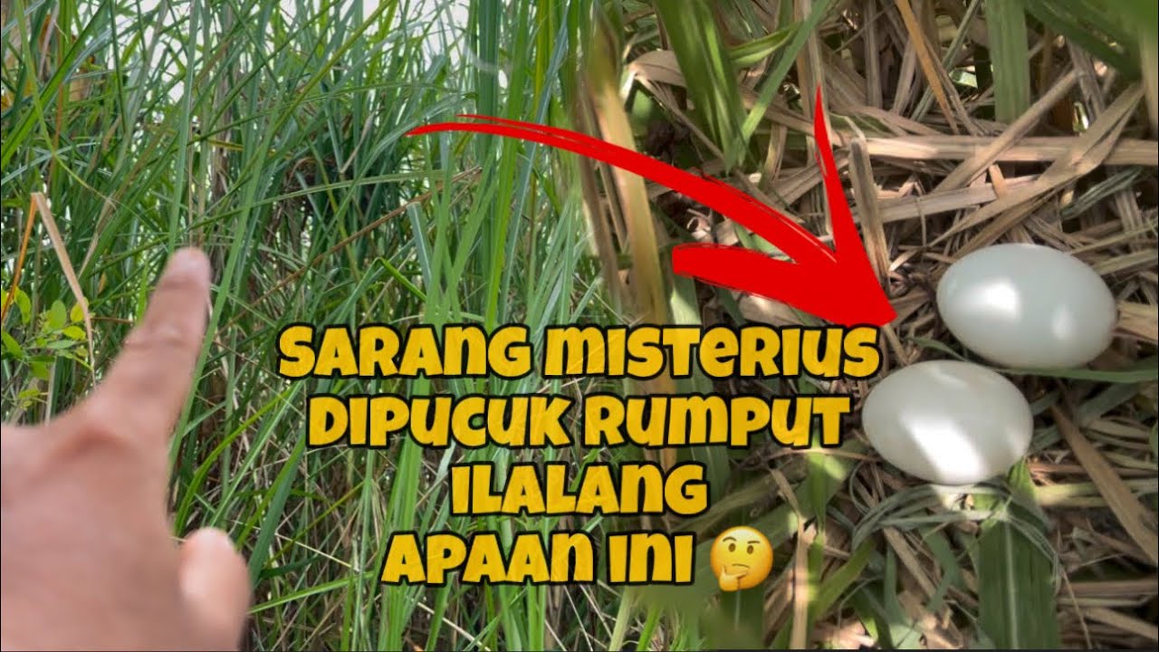Kok bisa Saya pun juga gak tahu ini sarang burung apa 🤨🤔
