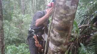 Canopy research on the epiphytes of Lambusango reserve, Indonesia