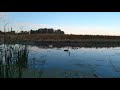 Лебеді на Удаї поруч з Водоканалом. Прилуки 08 жовтня 2021 року
