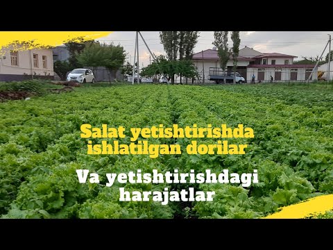 Video: Salat Barglaridan Yorqin Konvertlar