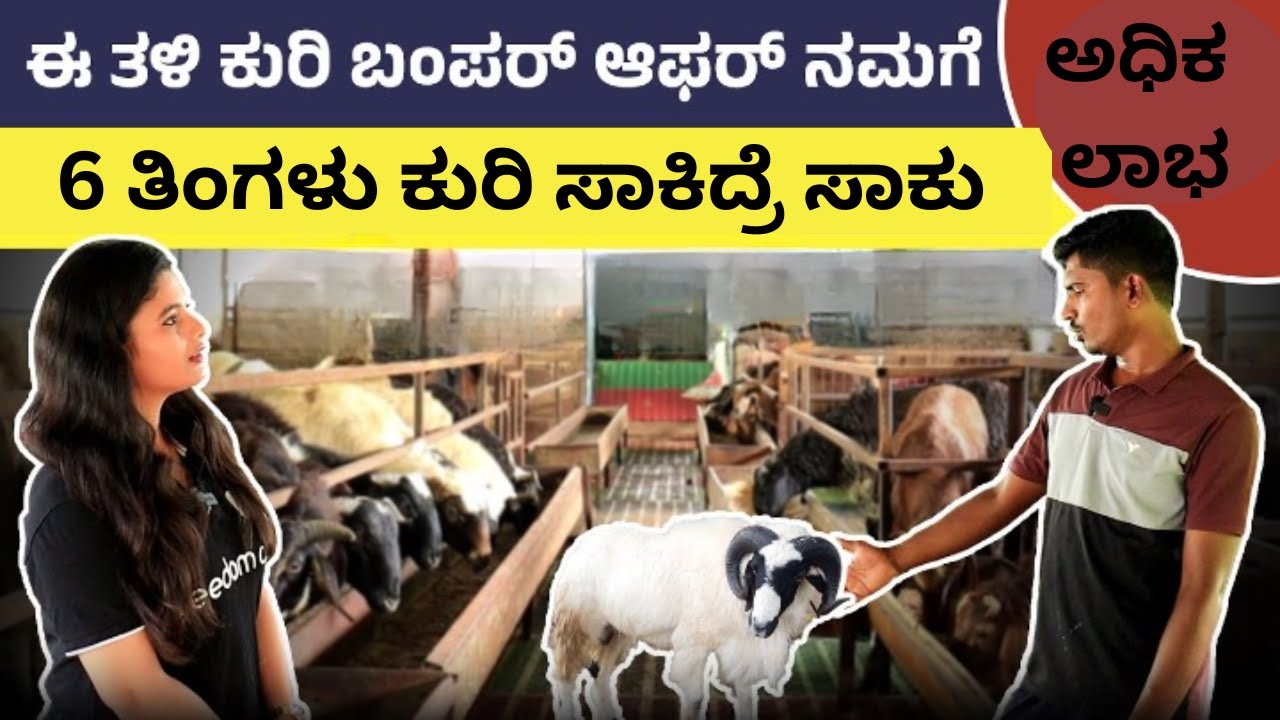 ಈ ತಳಿಯ ಮಾಂಸಕ್ಕೆ ಸಕ್ಕತ್ ಡಿಮ್ಯಾಂಡ್ - 6 ತಿಂಗಳಿಗೆ ಲಾಭ ಗ್ಯಾರಂಟಿ  | Yalaga Sheep Farming In Kannada