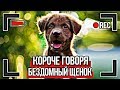 КОРОЧЕ ГОВОРЯ, Я БЕЗДОМНЫЙ ЩЕНОК 2 От первого лица  КОРОЧЕ ГОВОРЯ, ЩЕНОК