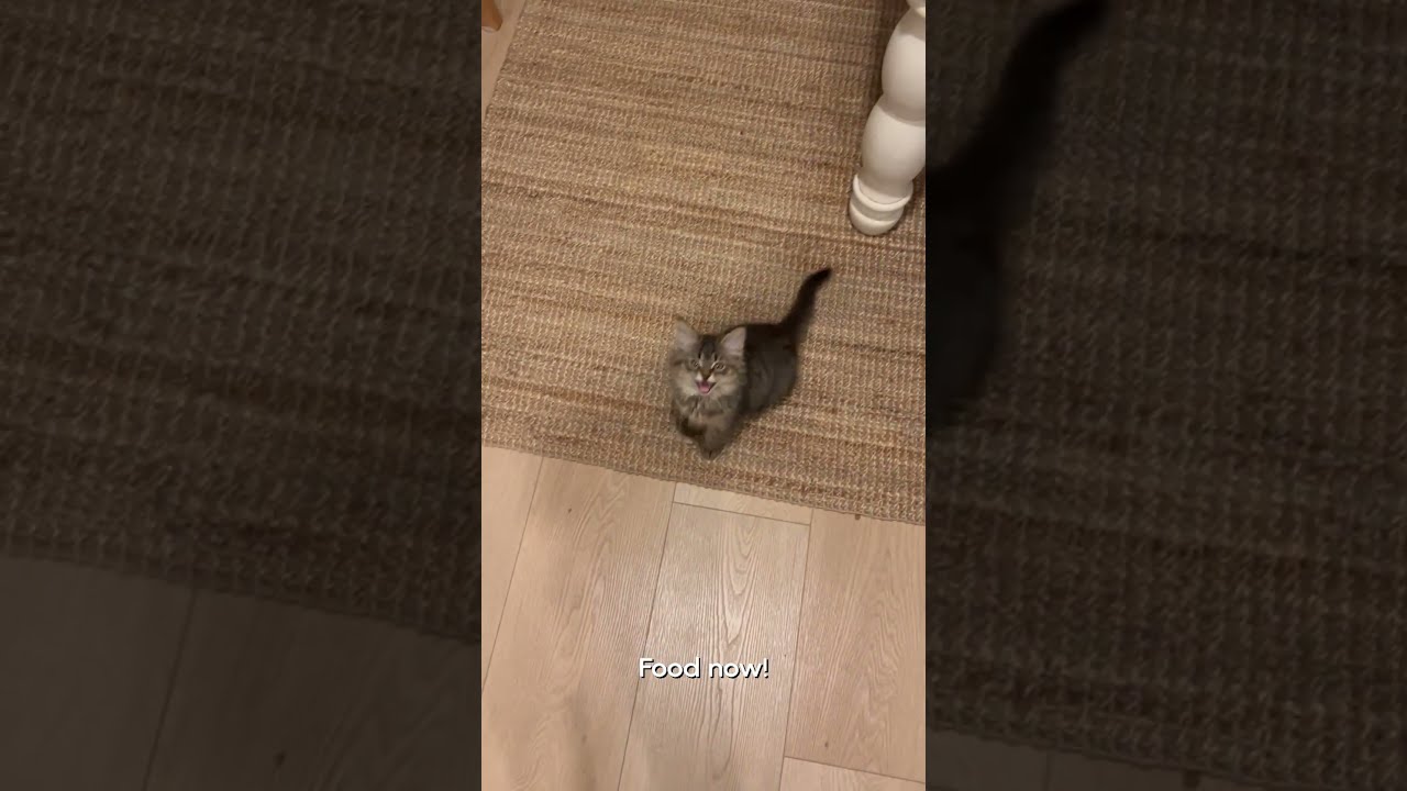 Very Hungry Kitten Pets Translated