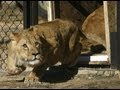 Lions rescued from Romanian zoo released into South African sanctuary