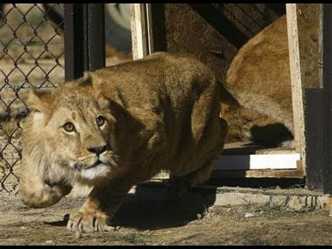 ვიდეო: სად გვხვდება ლომები?