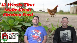 12 Weeds You Can Feed To Your Chickens [Classic HFG] 12 Foods You Should Never Feed To Chickens Classic Hfg