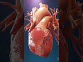 Human heart anatomy🔬