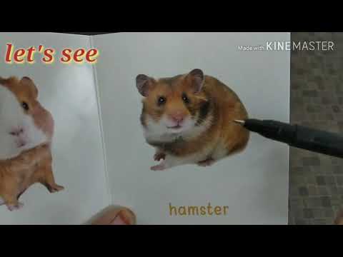 my-first-book-of-farm-animals-and-pets/animals/pets