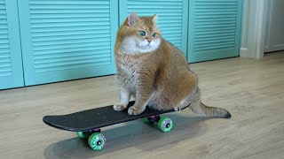 Cat on a skateboard by Hosico Cat 15,246 views 2 weeks ago 24 seconds