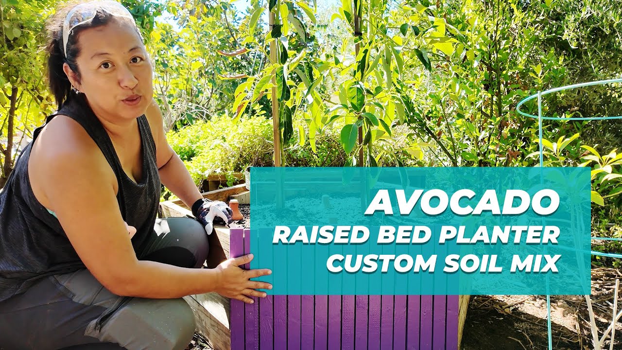 Planting Avocado Trees in a Raised Bed with Custom Soil Mix | Clay Soil Garden Solution
