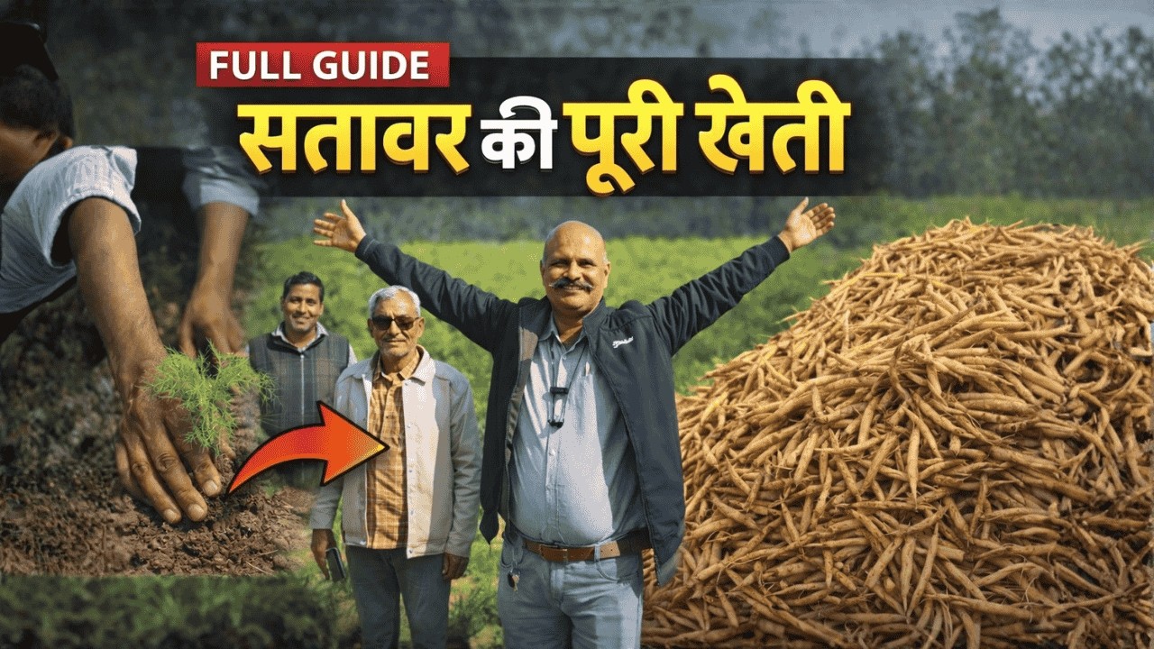 औषधि खेती 2026 | सतावर की पूरी प्रक्रिया | बीज बोने से सुखाने तक