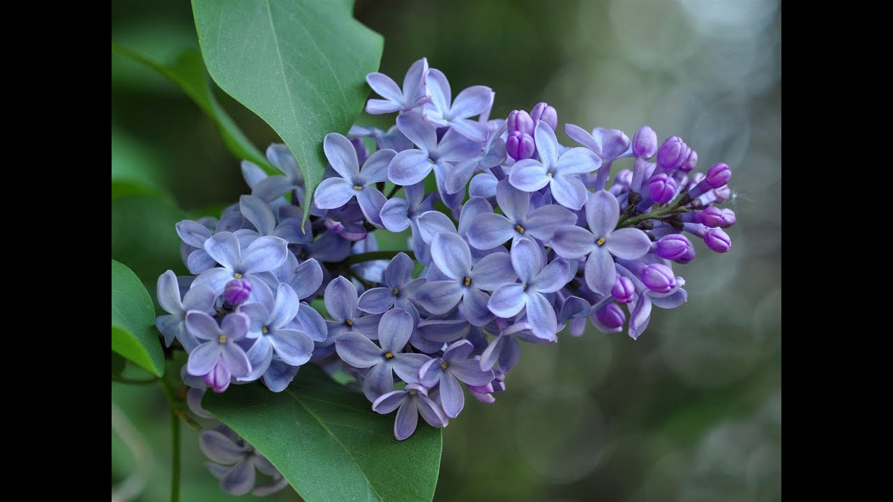 Как пользоваться молдами сирени. Мини МК Анны Крахиной