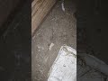 Thunder ASMR 😂/ @Tiff_Tiff.Hope_EQ sry for the tag but only my horse does this 😂