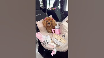 Linked in bio on amazon storefront!🐾 #amazonpets #amazonhome #asmr #amazonfinds #amazonmusthaves