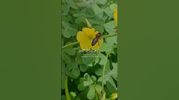 #قران_كريم #سورة_النحل #ذكر_الله #راحة_نفسية #madjed_dz #لايك #اكسبلور
