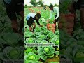 The Green Harvest Nobody Talks About 🌱🤯 #Farming #FoodSecrets #Curious