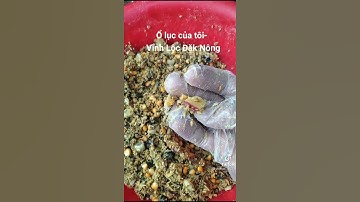 Trộn mồi xả ổ câu lục trắm chép trôi mè báo cá cho ae #short