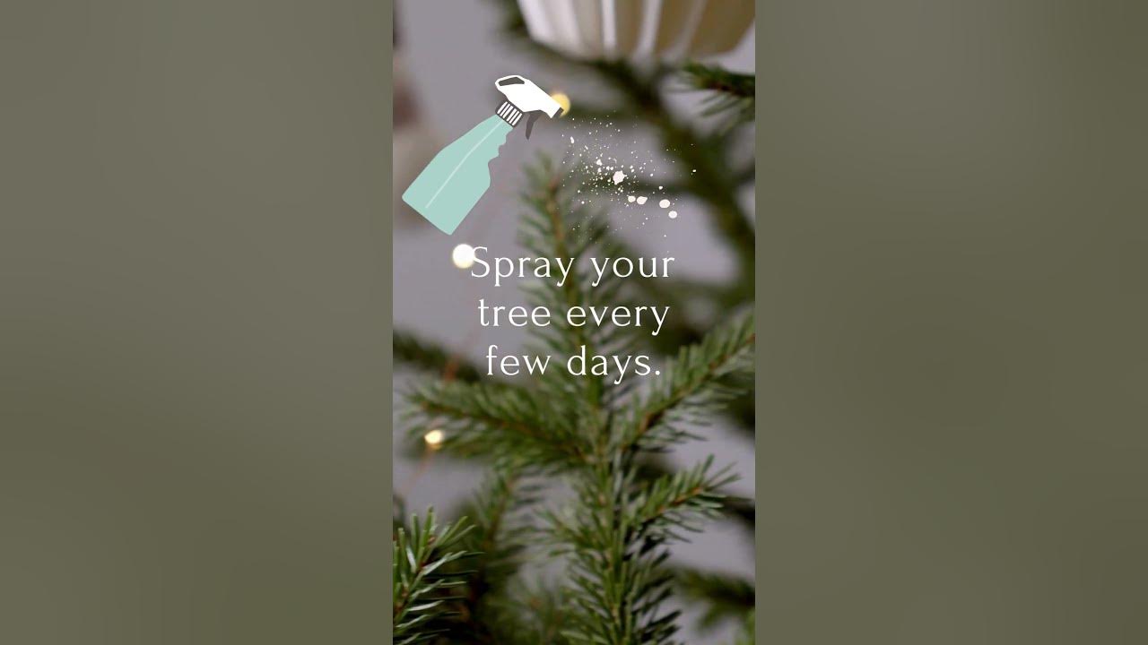 DIY Cat Deterrent Spray Protect Your Christmas Tree and Your Cat