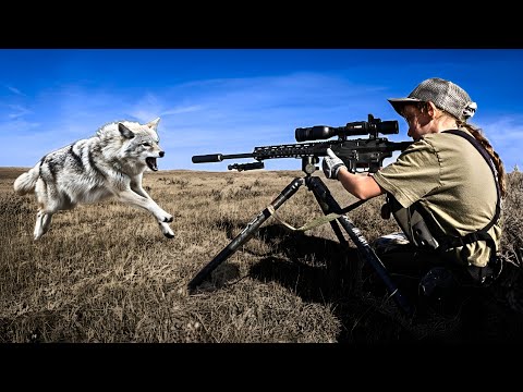 8-YEAR OLD GIRL VS. 4 COYOTES