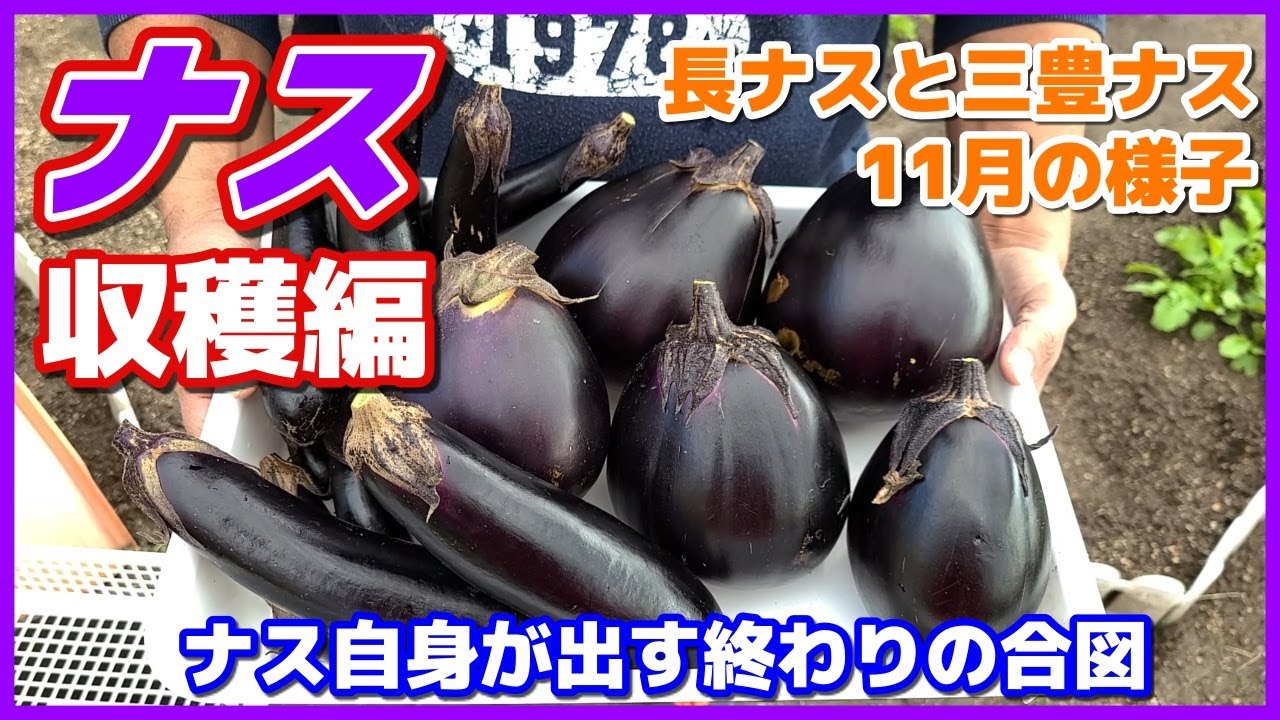 Eggplant] Harvesting (Naga eggplant and Mitoyo eggplant