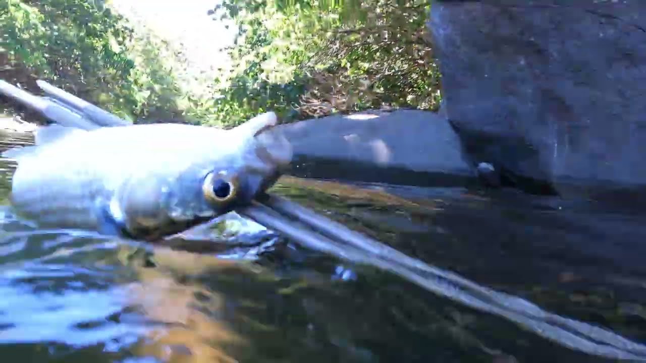 Diving for mullet in the rivers of Hawaii
