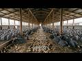 How Millions Of Guinea Fowl Are Raised Every Year | Complete Poultry Farming Process 📽️🌾