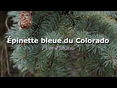 Vidéo: Pourquoi l'épinette bleue est-elle bleue ?