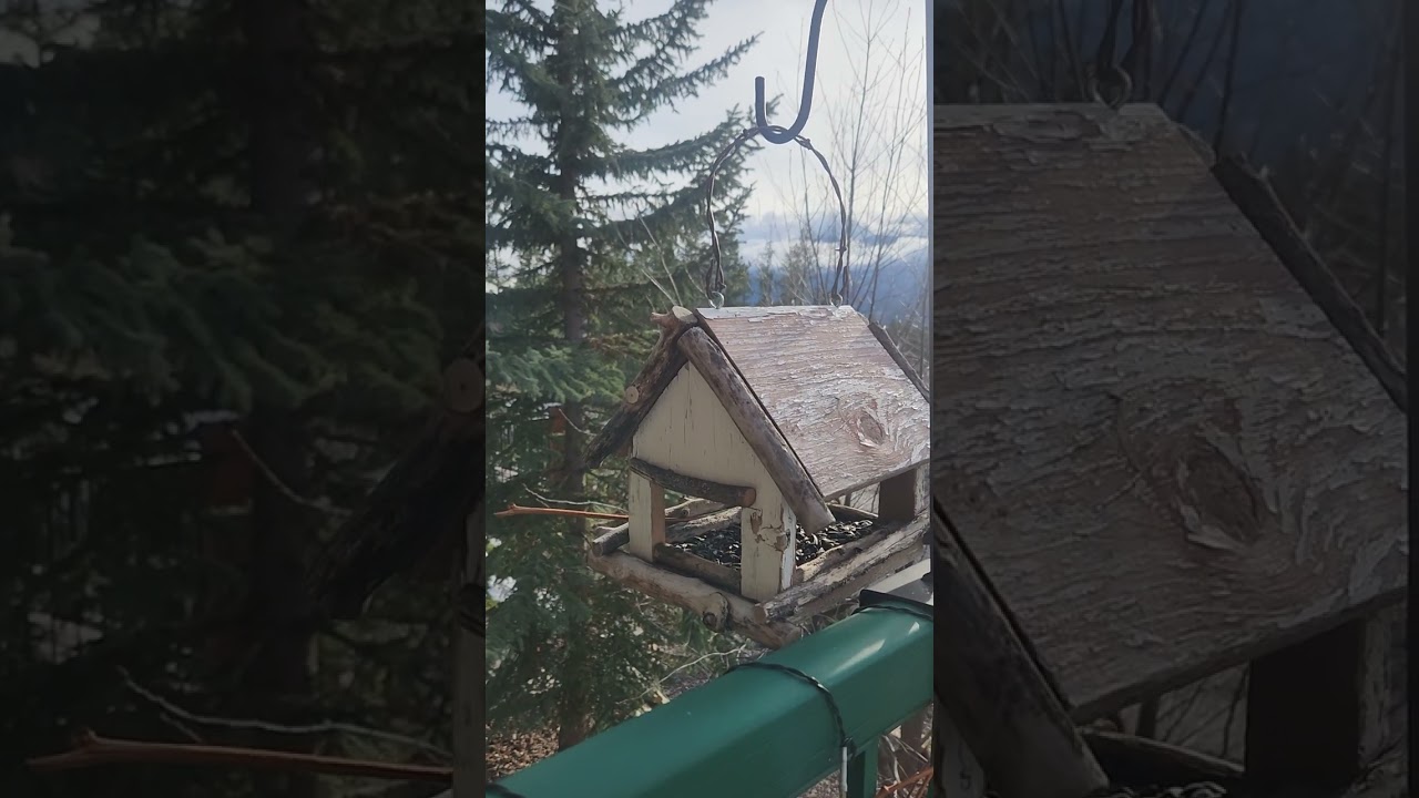 Tips for Hanging Bird Feeders to Create a Safe Place for Birds