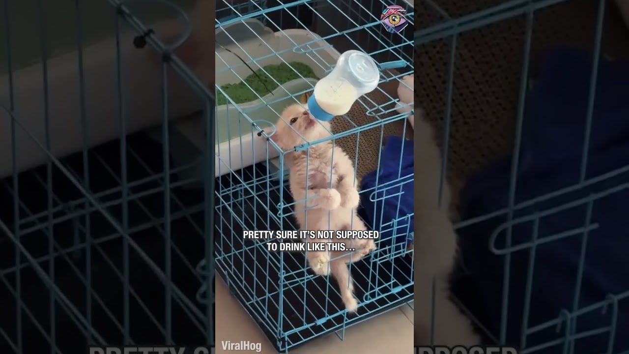 Is this legal drinking technique?! 😹🍼