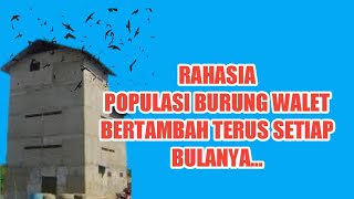 Do these 3 things...!!! Guaranteed Your Swallow's Population continues to Increase !!!