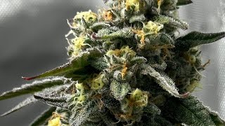 Smoke Sessions Episode #66 Chillin At Space Ape Dispensary!