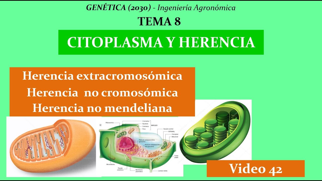 45 Tema 8. Citoplasma y Herencia. Generalidades. Genética (Cód. 2030)
