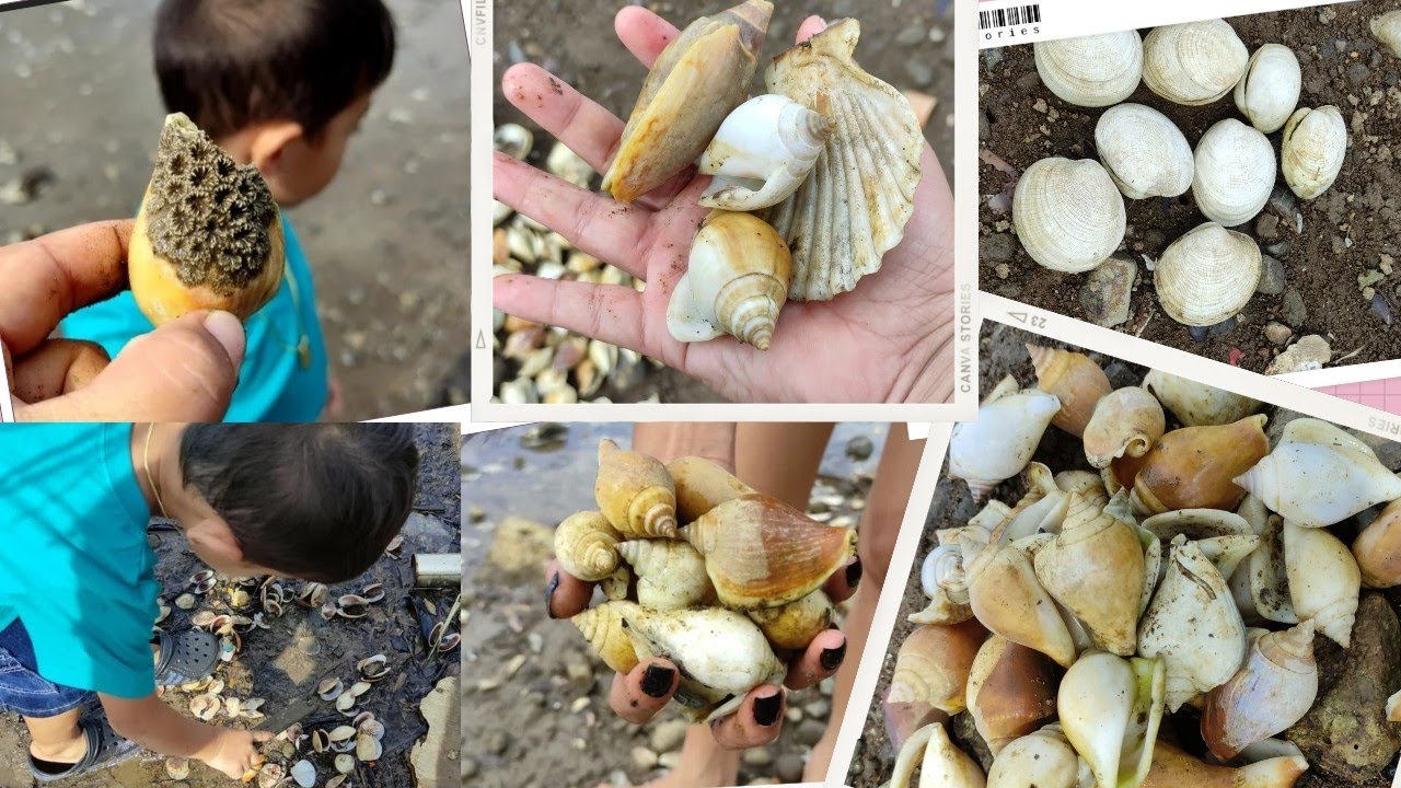 First time manguha ng sea shells sa ibang lugar | Magallanes, Sorsogon ...