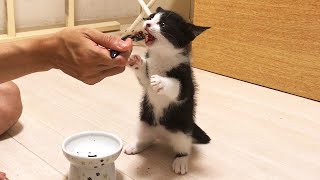 立ってご飯を食べる子猫