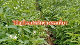 แนะวิธีแก้พริกดอกร่วงผลเหี่ยว