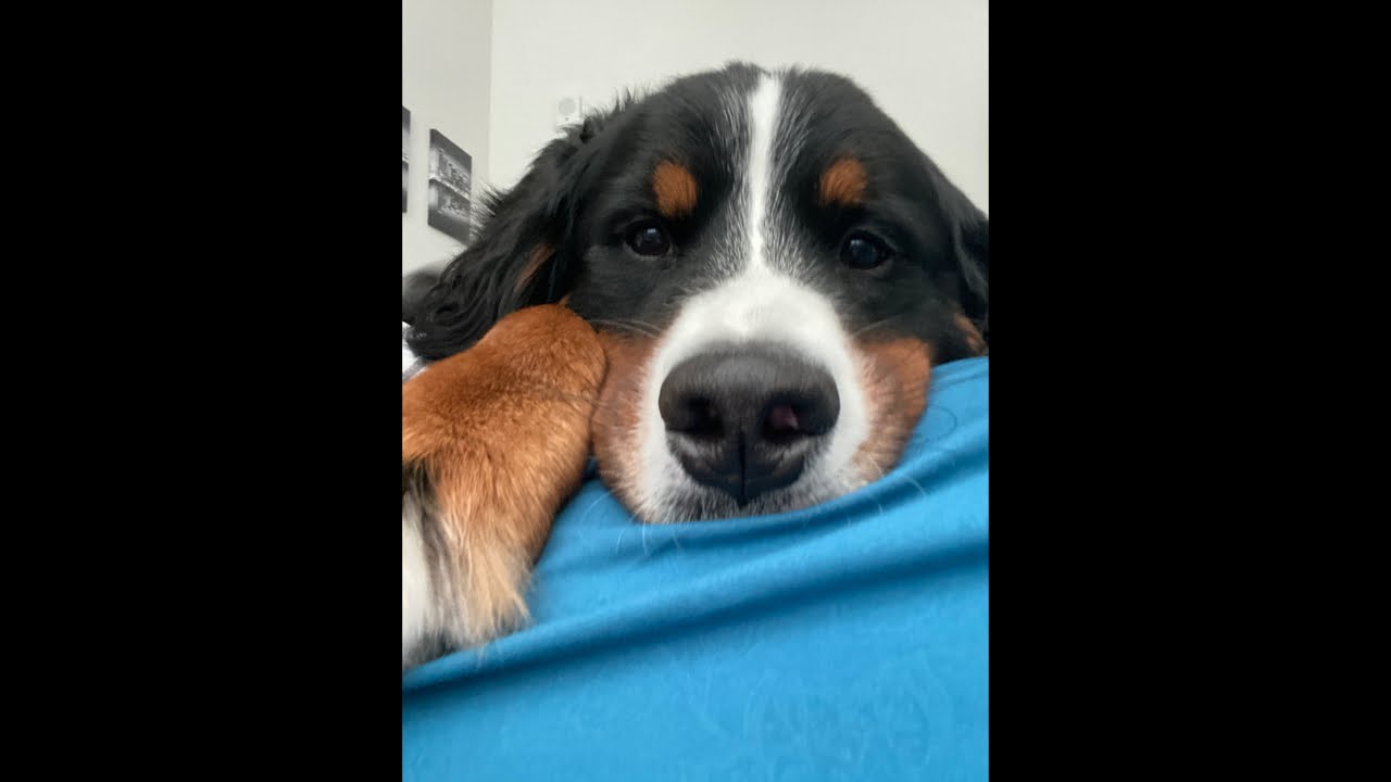 Relaxing Morning With A Bernese Mountain Dog