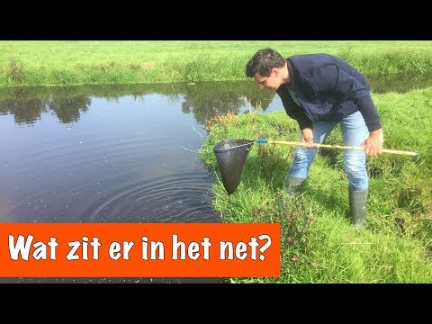 Video: Een Ongewoon Wezen Werd Gevonden In De Cocon Van Een Oude Bloedzuiger - - Alternatieve Mening