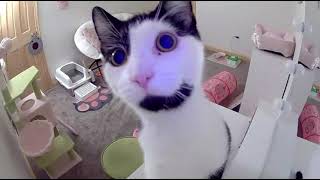 Cat Stares At Security Camera When It Hears Owners Voice Though It - 1529385