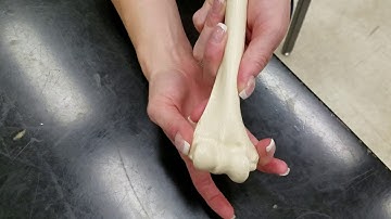 Lab Video Humerus, Ulna, Radius